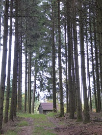 Hütte-im-Wald